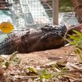 Australijos policija sugavo didžiulį 4,33 m ilgio krokodilą