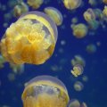 Dėl žmonių veiklos auga medūzų populiacija