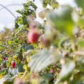 Uogynai Lietuvoje: kodėl nebereikėtų sodinti šilauogių ir kokiomis uogomis ūkininkai vis labiau domisi