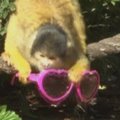 Vagiančios beždžionėlės yra mokomos gerų manierų