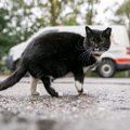 Išgelbėjo katino gyvybę, tačiau prarado automobilį: po smūgio mašina paskendo liepsnose