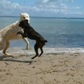 Šunims pasilakstyti prie jūros – vis dar draudžiama