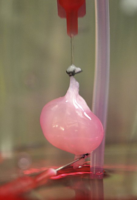 Laboratorijoje ant polimerinio karkaso auginamas inkstas