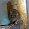 Žiurkių kerštas: tapo 100 proc. atsparios nuodams