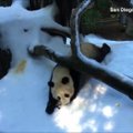 Vaizdo įraše panda čiuožinėja nuo sniego krūvos