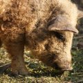 Lietuvoje jau kriuksi garbanotos kailiuotos kiaulės