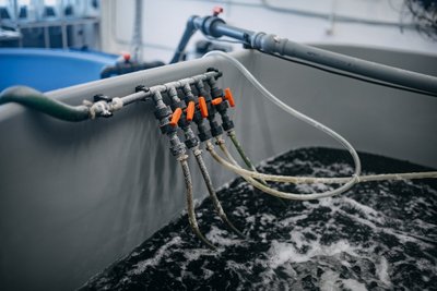 KU mokslininkai augina krevetes naudodami geoterminį vandenį. KU/KMTP archyvo nuotr.