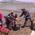 Šiaurės Korėjos ūkininkai pradėjo sodinti ryžius