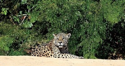 Jaguaras (Panthera onca) – Amerikos džiunglių karalius