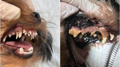 Veterinarė parodė, kas nutinka nevalant šuns dantų: pamatę šias nuotraukas, suprasite, kuo visa tai gali baigtis