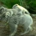 Australijoje koala įsivaikino du mažylius