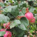 Didžiausia vaismedžių kolekcija Baltijos šalyse – kokios obelų veislės pasiteisina Lietuvoje