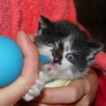 Vos trijų savaičių kačiukas Dėžinukas prašo padėti užaugti