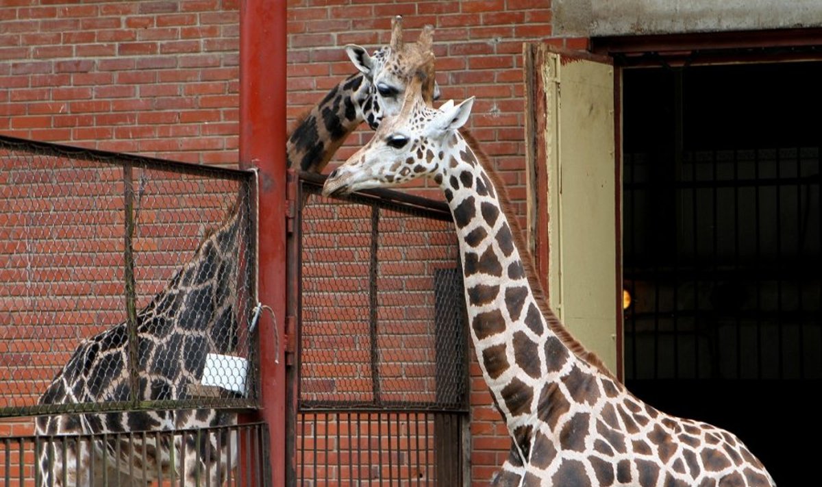 Į zoologijos sodą atgabenta naujoji žirafa