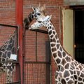 Kauno zoologijos sodo žirafa jau nebevieniša