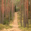 Galvai pravėdinti ir sveikatai stiprinti – miško vonios atokiame Lietuvos kampelyje