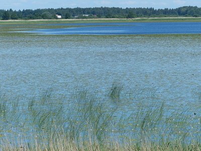 Nemuno delto gyventojai jau dabar dažnai kenčia nuo potvynių, tačiau gali būti, jog kylant vandens lygių ši vietovė apskritai atsidurs po vandeniu