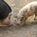 Afrikinio kiaulių maro protrūkis užregistruotas viename didžiausių Latvijos kiaulininkystės kompleksų