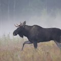Basic instinct – How to avoid a collision with a Lithuanian moose in season