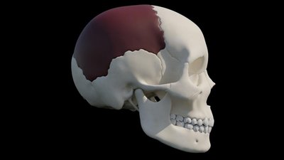 Anglijoje aptiktos iš žmogaus kaukolės kaulo pagamintos šukos. MOLA nuotr.
