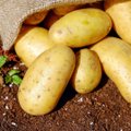 Skirtingų rūšių bulvės – skirtingiems patiekalams: virtų bulvių blynų, bulvių salotų ir įdarytų bulvių receptai