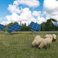 Šis bendradarbiavimo modelis populiarėja visame pasaulyje: į pagalbą saulės jėgainėms pasitelkiamos avys