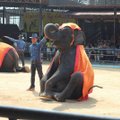 Keliautojas apie pramogą Tailande: man tai – dramblių išnaudojimas