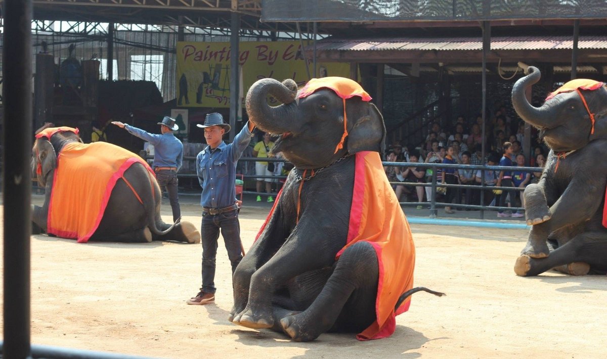 Dramblių pasirodymas Tailande 