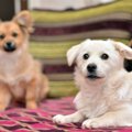 Lithuania looking into reports of illegal puppy smuggling to UK