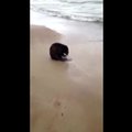 Pamatė neįtikėtiną vaizdą: prie jūros maudosi bebras