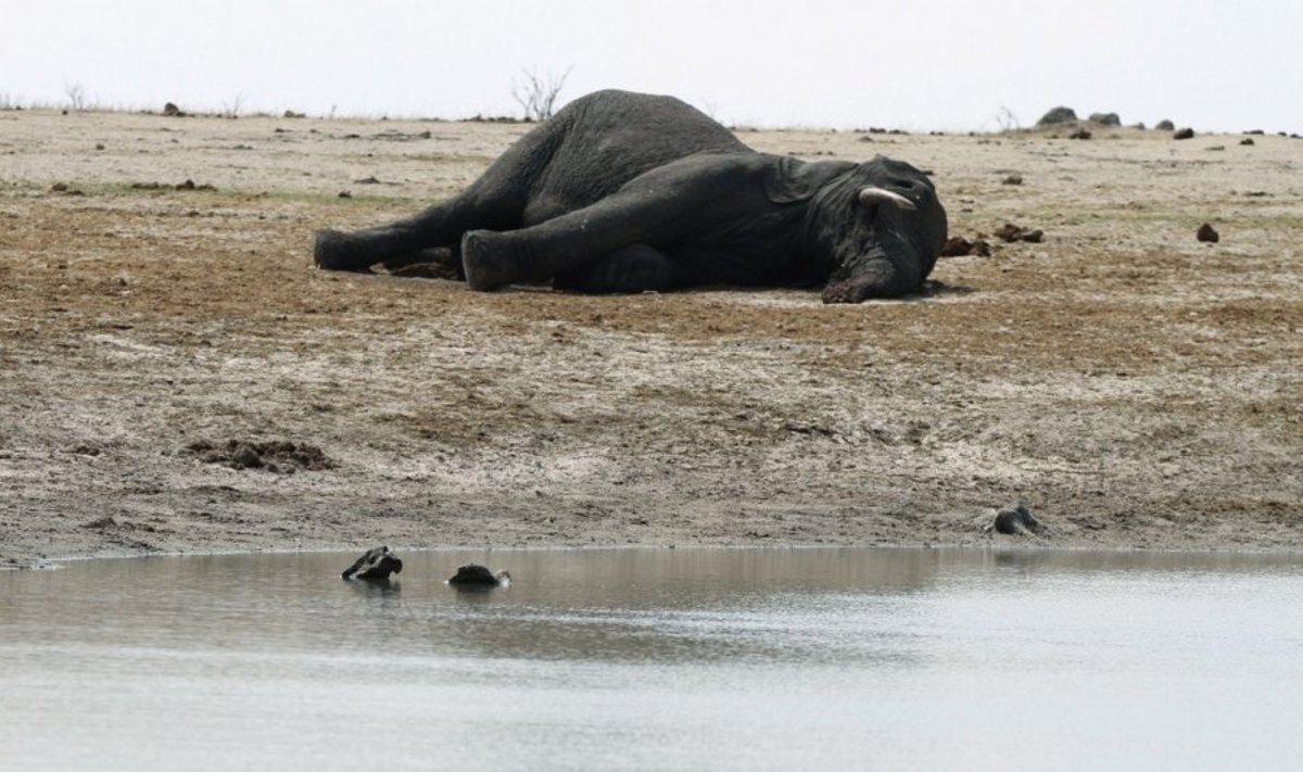 Nuo nuodų nugaišęs dramblys Zimbabvėje