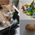 Prekybos centre gautas populiarus žaisliukas vos nepražudė mylimo katino: įspėja augintinių šeimininkus
