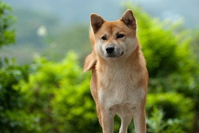 Shiba Inu