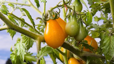 Pomidorai auga ne taip, kaip norėtųsi – kokie požymiai byloja apie medžiagų trūkumą