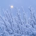 Снегопады вызвали хаос на юге Германии