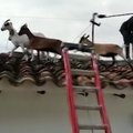 Kolumbijos ugniagesiai išgelbėjo ant stogo įstrigusias išdykėles ožkas
