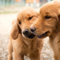 Šunų pseudonėštumas: nauda, požymiai ir gydymas