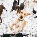 Trisdešimt šunų auginanti šeima: kiekvienas šuo – šeimininko atspindys