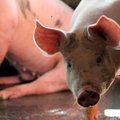 Dar vienas AKM protrūkis kiaulių laikymo vietoje Lietuvoje