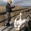 Į Lietuvą atklydęs pelikanas – vėl laisvėje