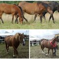 Stebuklas, kad vis dar turime lietuviškų arklių veislių