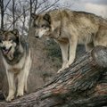 Gąsdinimai dėl vilkų: gamtininkas paaiškina, kokia yra reali grėsmė