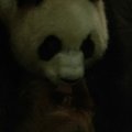 Kinijoje didžioji panda atsivedė dvynukes