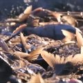 Čagano ežere sugaunamos beveik dvigubai didesnės žuvys nei kitur