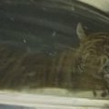 PAR pabėgęs tigras rastas sveikas ir gyvas