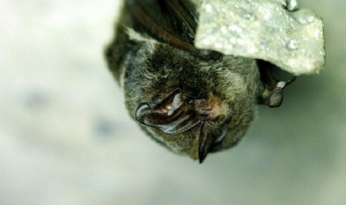 Europinis plačiaausis - vienas iš Europoje saugomų ir foryte nakvojančių šikšnosparnių 