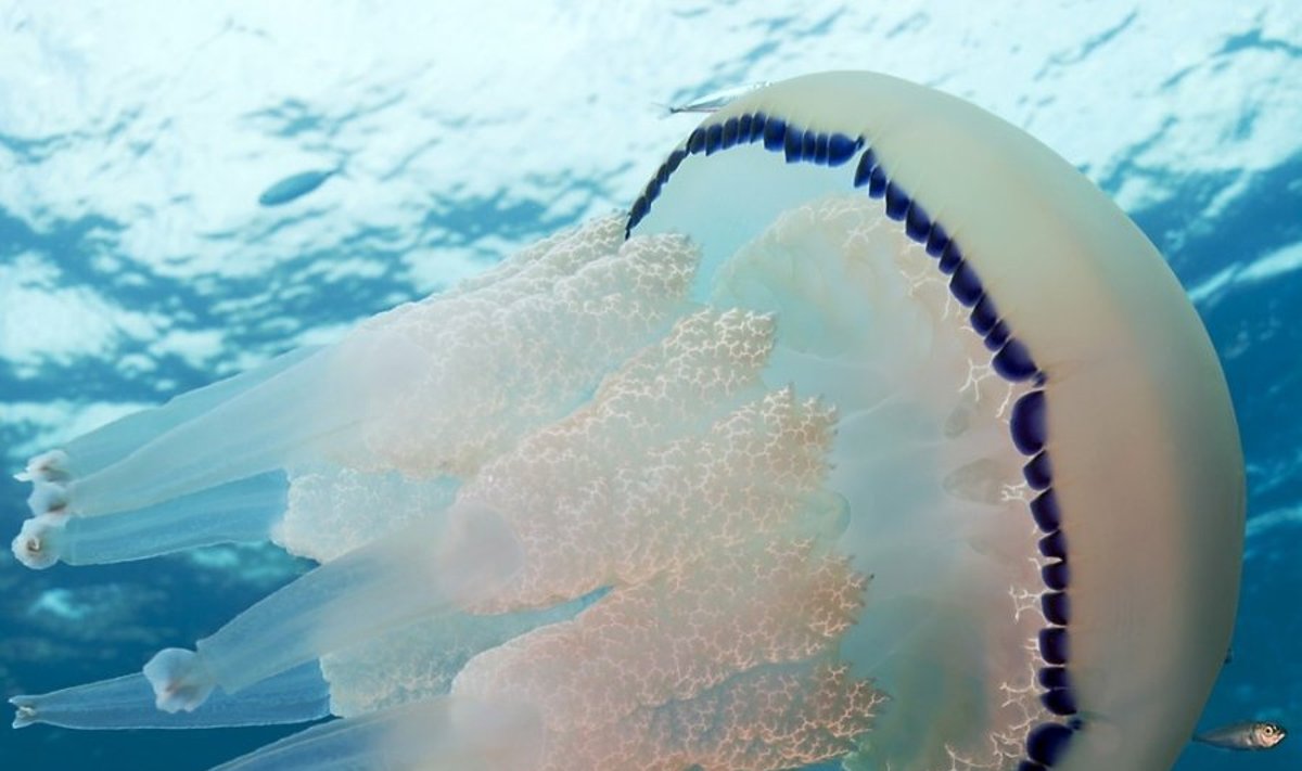 Medūza Rhizostoma pulmo - tokios medūzos aptiktos ir D. Britanijos pakrantėje