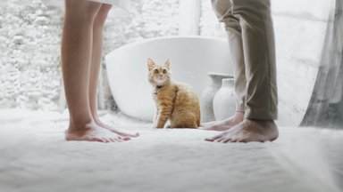 Katės kraiko dėžutės priežiūra vasarą: ko svarbu nepamiršti?