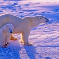 Nepamirštama lietuvės patirtis Arktyje: įamžino baltąsias meškas su mažyliais