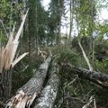 Vėjovartos miškuose: išverstus medžius parduoti, ar palikti miško gyvūnijai?